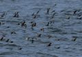 Fork-tailed Storm-Petrel